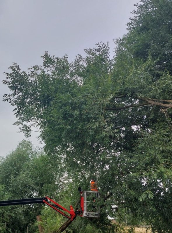 Arborist in high-visibility clothing working from a mobile elevating work platform in the canopy of a large tree